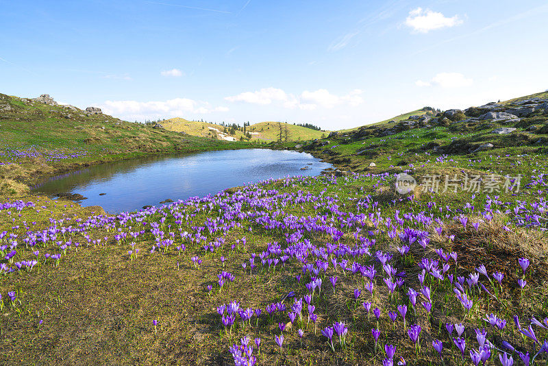 斯洛文尼亚Velika Planina高原上的景观是紫色的藏红花地毯，绿色的草地和小湖，背景是蓝色的天空